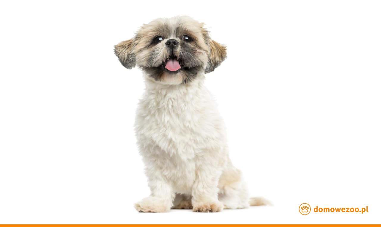Shih Tzu - wyjątkowa rasa psów idealna dla towarzystwa