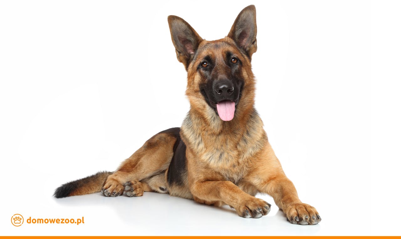 Owczarek niemiecki - pasterski pies zaliczany do rasy psów obronnych