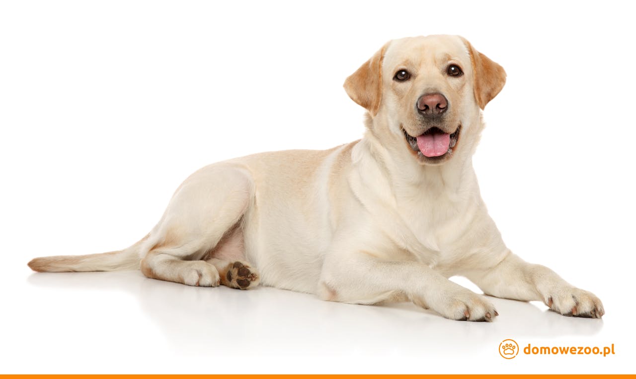 Labrador Retriever - wyjątkowo towarzyska rasa psów