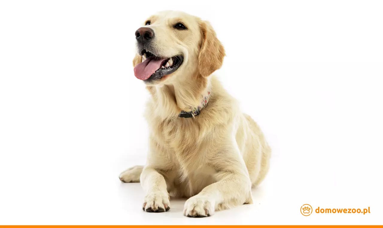 Golden Retriever - wyżłowata rasa psów stworzonych dla rodzin